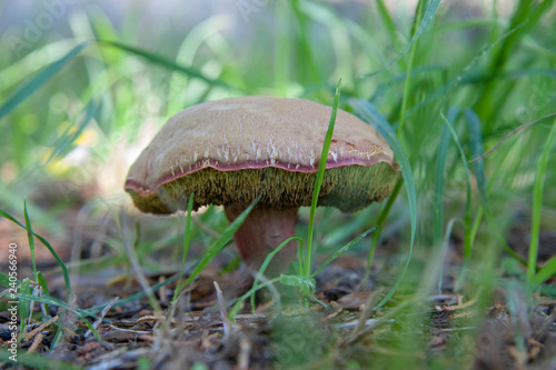Large toadstool in grassland