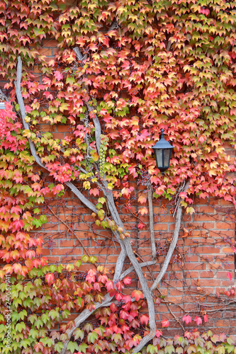 Brick wall with a street lamp overgrown with maiden grapes in autumn colors.