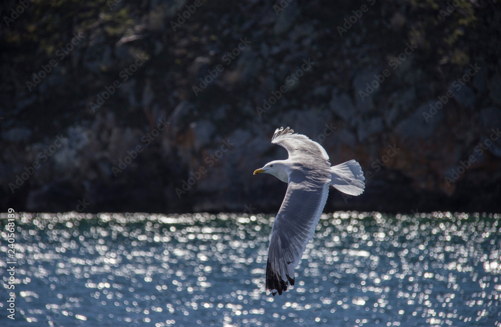 seagull in flight