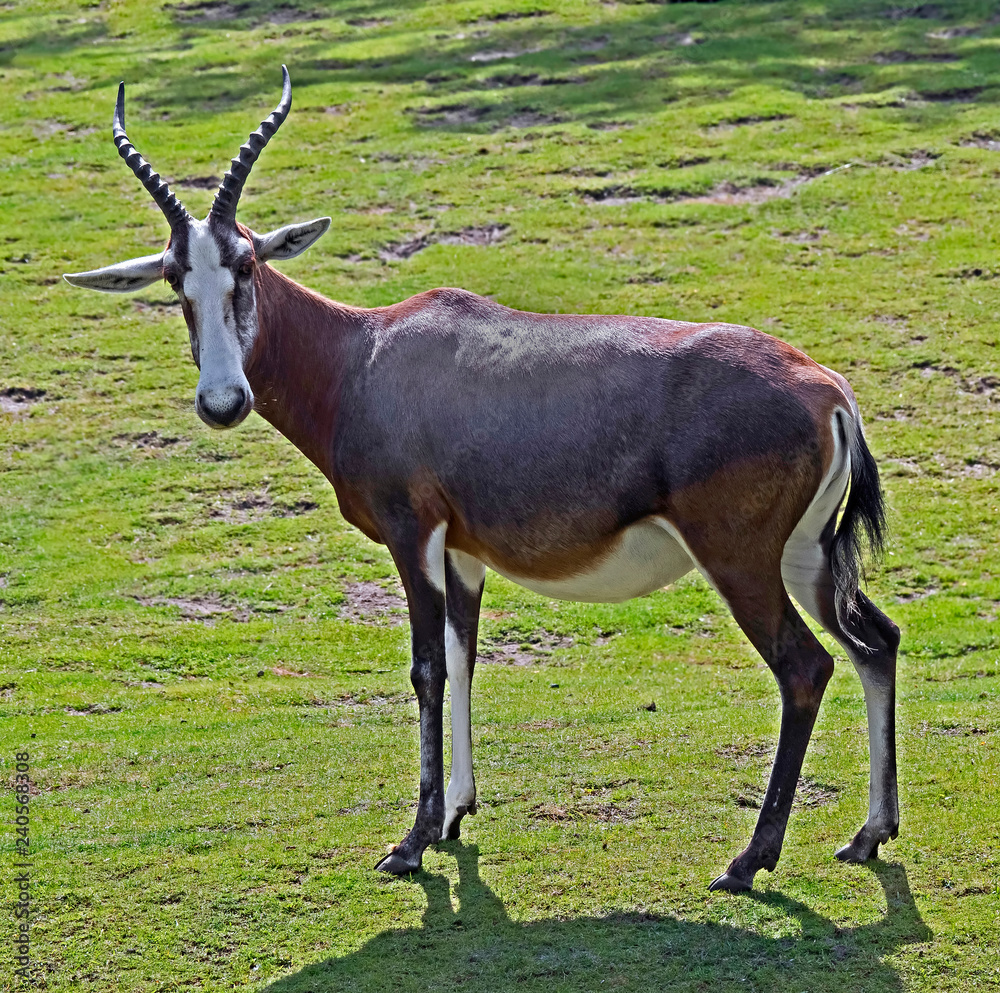 Blesboks. Latin name - Damaliskus dorcas phillipsi Blesboks. Latin name - Damaliskus dorcas phillipsi