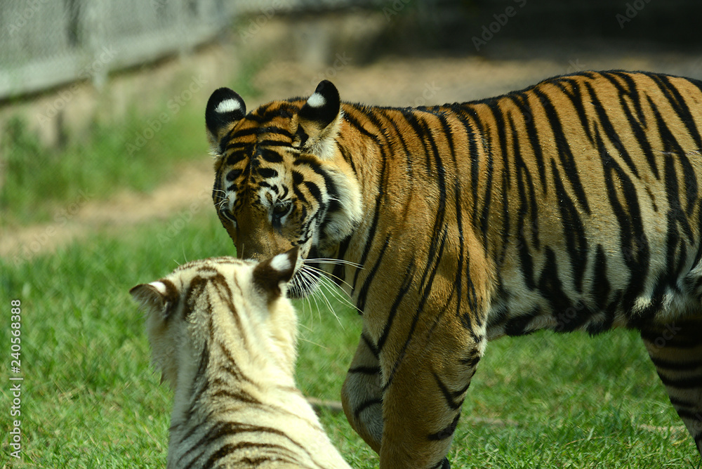 Obraz premium junge Tiger im Zoo in Thailand
