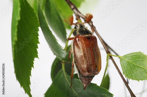 Fotografie May beetles on leaves