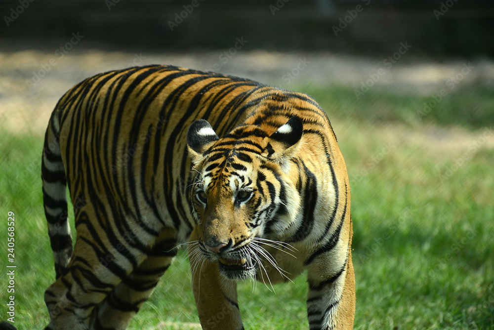 Obraz premium junge Tiger im Zoo in Thailand