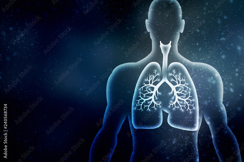 Healthy Human Lungs 2d illustration Healthy Human Lungs 2d illustration
