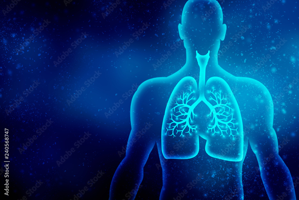 Healthy Human Lungs 2d illustration Healthy Human Lungs 2d illustration