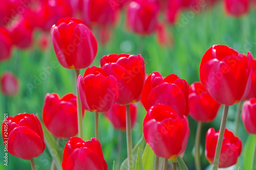 Red tulips in the flowerbed