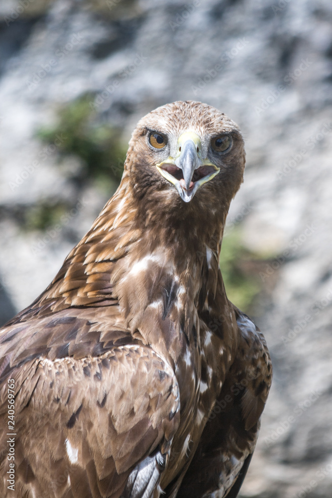 The golden eagle (Aquila chrysaetos), detail of bird of prey. The golden eagle (Aquila chrysaetos), detail of bird of prey.