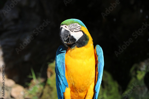 Macaw bird perched on the dry timber with nature background. It is a large long-tailed parrot with brightly colored plumage, native to Central and South America.