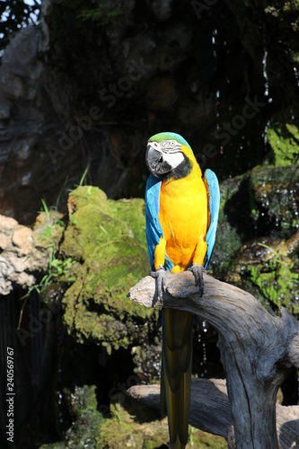 Macaw bird perched on the dry timber with nature background. It is a large long-tailed parrot with brightly colored plumage, native to Central and South America.