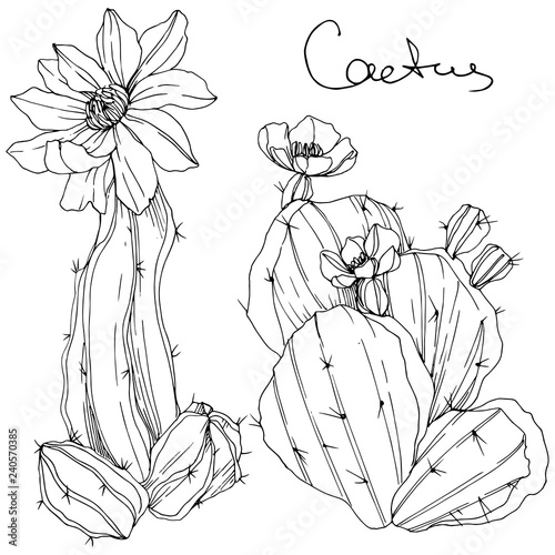 Vector Cacti floral botanical flower. Black and white engraved ink art. Isolated cacti illustration element.