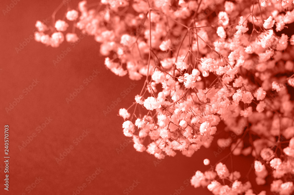 Photo in the color of the year 2019 coral color. Photo in the color of the year 2019 coral color.