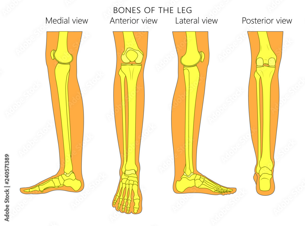 Bones of a human leg (different views: posterior, frontal