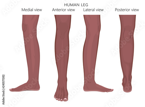 Different views, sides of a human leg (posterior, frontal, anterior, back, side, lateral, medial) with ankle and knee. Vector illustration for advertising, medical (health care) publications