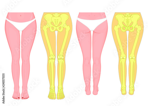 Posterior, frontal, anterior, back views, sides of a European female legs, hips, knees and ankles with underpants. Vector illustration for advertising, medical (health care) publications
