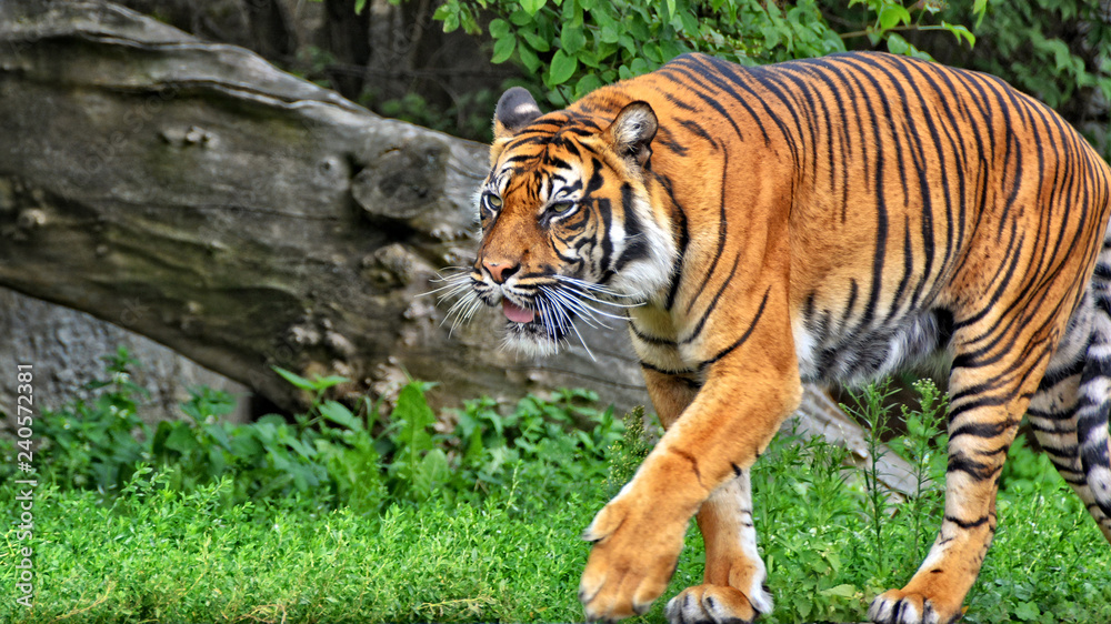 Sumatran tiger. Nice photo of a walking tiger. Sumatran tiger is the ...