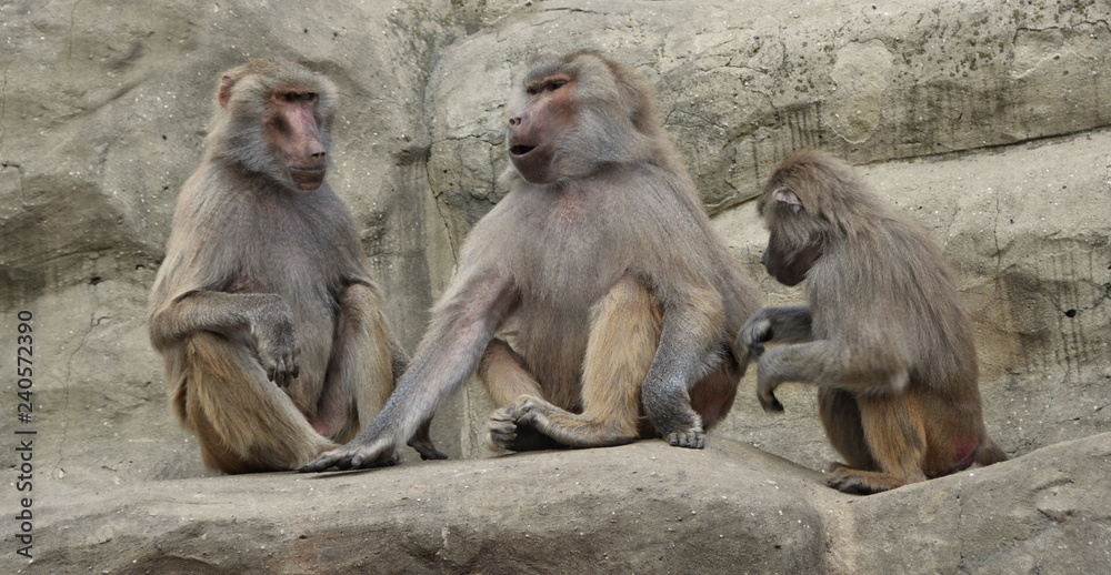 Hamadryas baboons. Three baboons sit on a rock and communicate. Wildlife. Wild animals.