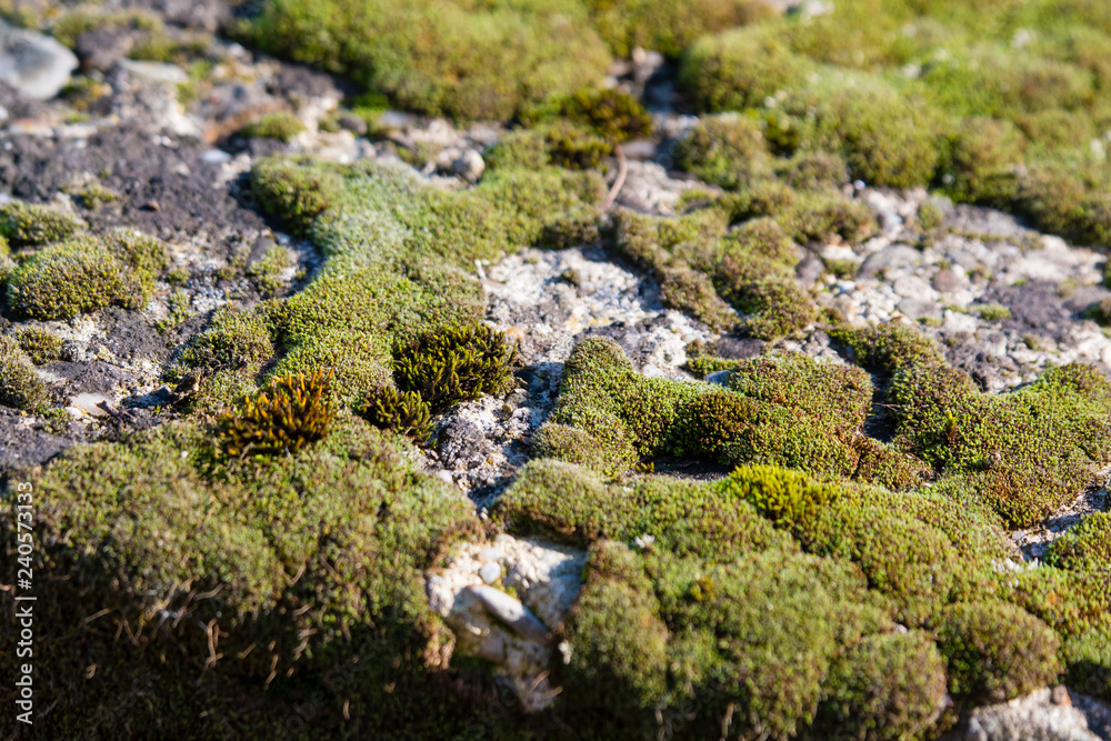 Bohemian moss on concrete. Bohemian moss on concrete.