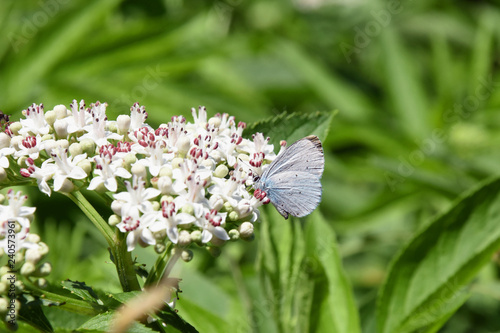 The holly blue (Celastrina argiolus) is a butterfly that belongs to the Lycaenids or blues family and is native to Eurasia and North America © Ivan