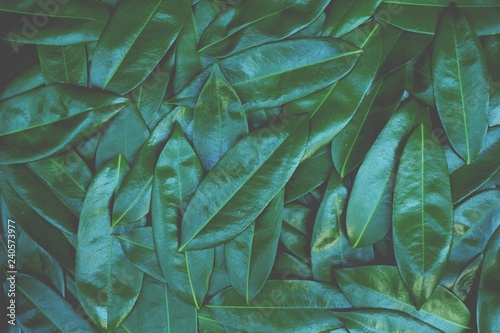 Tropical dark green leaf texture background