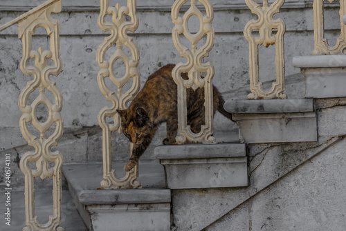 Photography Istanbul, Turkey - among the many attractions of Istanbul, the cats deserve a special highlight