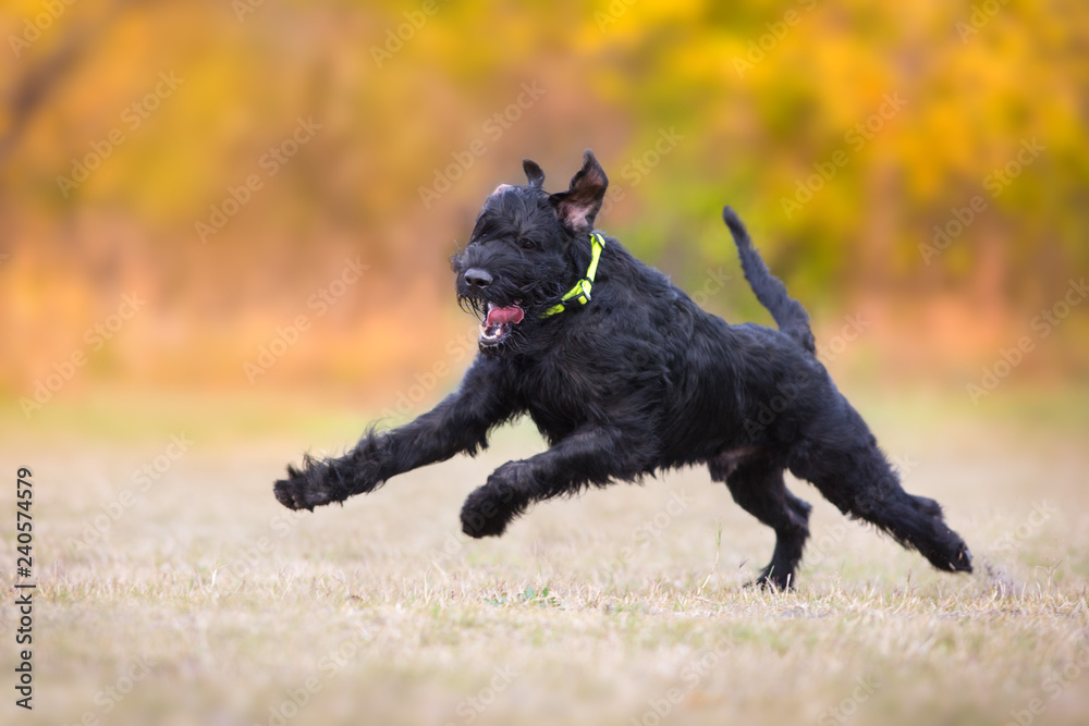 Giant Schnauzer play with toy in yellow and orange fall leaves Giant Schnauzer play with toy in yellow and orange fall leaves