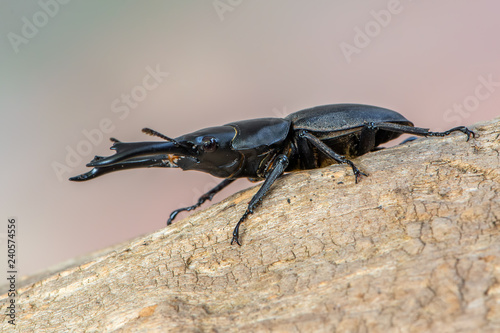 Stag beetle - Dorcus reichei