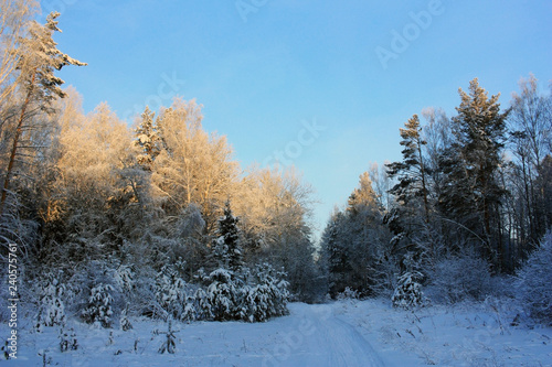 Path in the winter forest
