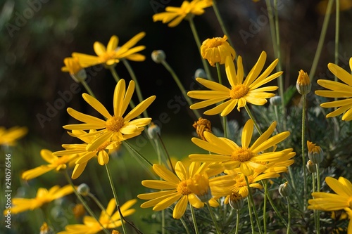 the beautiful yellow flower in the garden in the nature