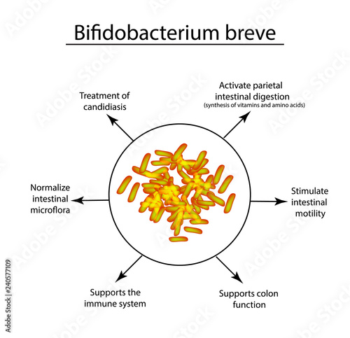 Useful properties of bifidobacteria. Bifidobacterium breve. Probiotic, lactobacillus, bifidobacterium, probiotic, prebiotic. Infographics. Vector illustration on isolated background.