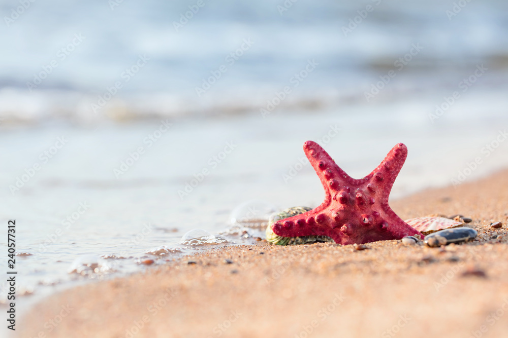 Summer beach in a tropical paradise with a seashell and starfish on golden sand. Summer beach in a tropical paradise with a seashell and starfish on golden sand.