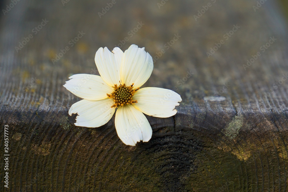 Obraz premium the beautiful white flowers in the garden in the nature