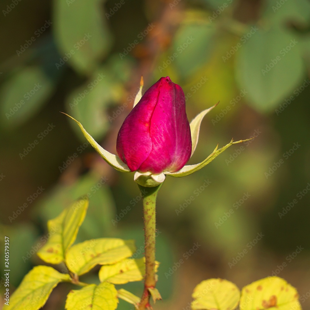 the beautiful red flowers rose in the garden in the nature the beautiful red flowers rose in the garden in the nature