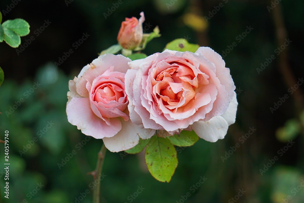 the beautiful pink flowers in the garden in the nature the beautiful pink flowers in the garden in the nature