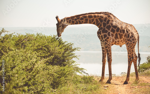 Giraffe beim Essen   Safari S  d Afrika