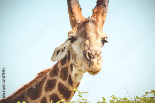 Fototapeta Naklejka Na Ścianę i Meble -  Giraffen Kopf / Safari Süd Afrika