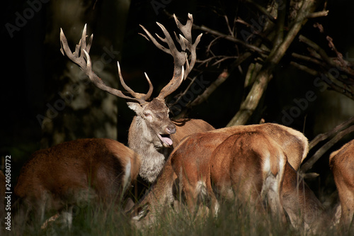 Red deer (Cervus elaphus)