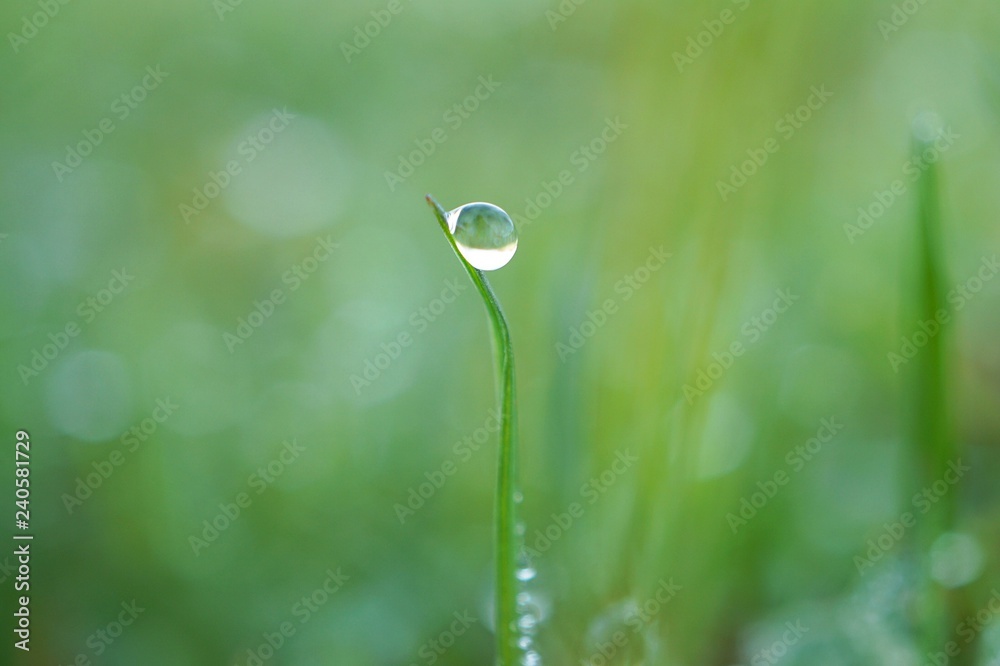 the raindrops on the green grass in the garden the raindrops on the green grass in the garden