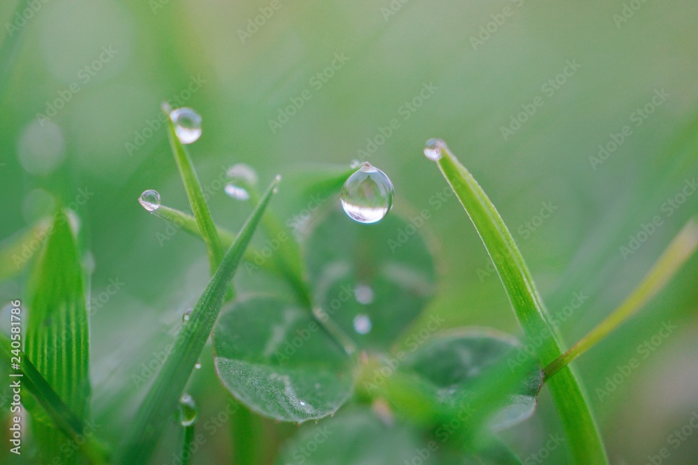 the raindrops on the green grass in the garden the raindrops on the green grass in the garden