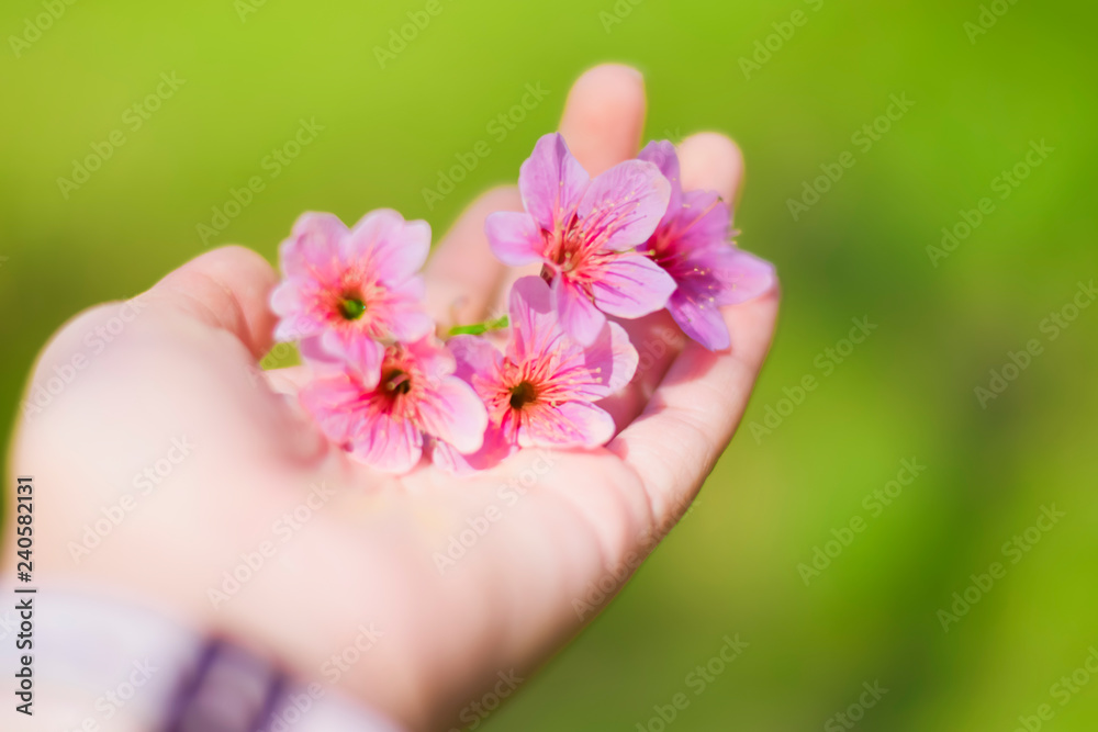Hand hold the Wild Himalayan Cherry or Thai sakura with background green grass at Phu Lom Lo ,Thailand Hand hold the Wild Himalayan Cherry or Thai sakura with background green grass at Phu Lom Lo ,Thailand