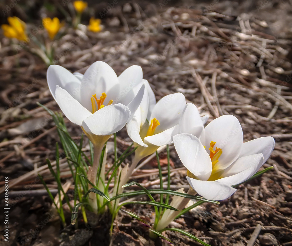Three white crocuses Ard Schenk on a blurred brown background of natural forest. On the left above are blurry yellow crocuses. Selective focus. Spring theme for design. Three white crocuses Ard Schenk on a blurred brown background of natural forest. On the left above are blurry yellow crocuses. Selective focus. Spring theme for design.