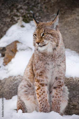 The beautiful lynx of the city sits vertically in the snow and indulgently casually looks with big clear eyes on others.