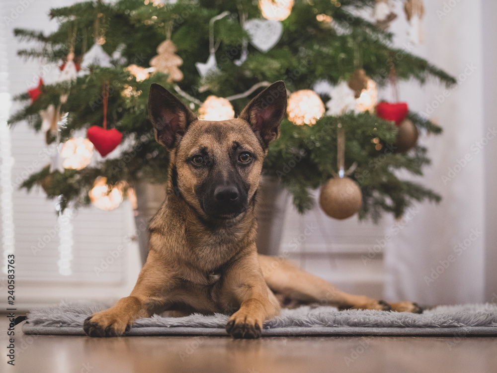 A small brown dog under a Christmas tree. Dog and Christmas. A small brown dog under a Christmas tree. Dog and Christmas.