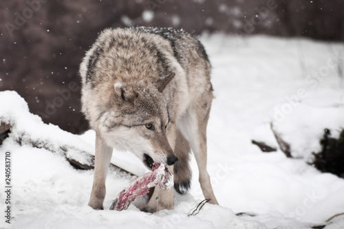 Predatory wolf with a piece of meat in the mouth looking around fearfully  afraid to lose prey. snowing.