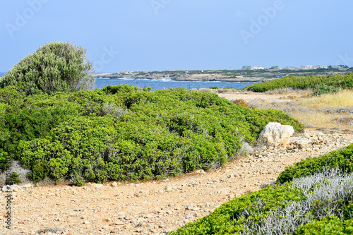 Rocky coast of volcanic pumice with thickets of wild pistachio on the background of the sea. Background.