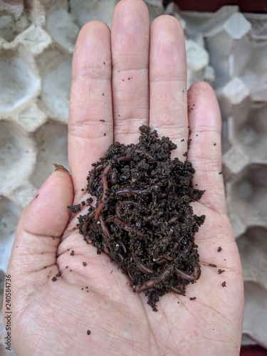 Asian female hand holding up African night crawler (Eudrilus eugeniae) composting worms with empty egg cartons in the background. Recycling concept