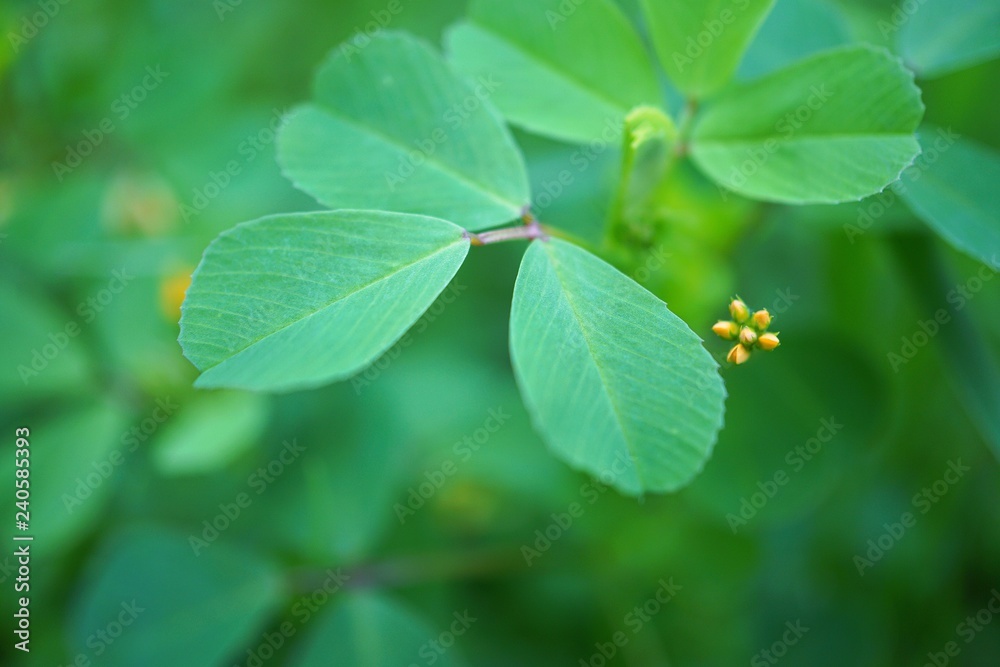 Fototapeta premium the beautiful green plant leaves in the garden