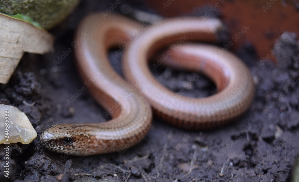 Obraz premium Slow worm