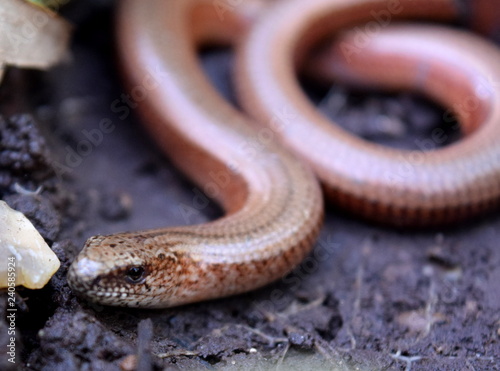Slow worm