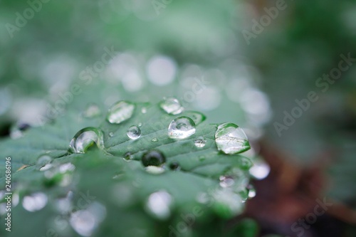 the raindrops on the green plant leaves in the garden