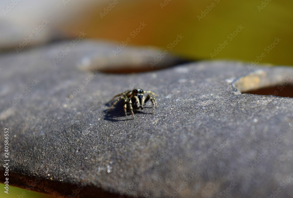 Obraz premium Zebra spider